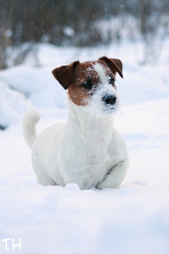 091226 inka3.jpg - Tarkkailuasemissa
